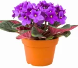 SaintPaulia Ionantha (Violette du cap): plantation, maintenance, cutting, renewal