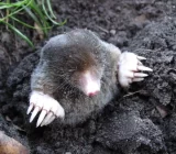 What time do the moles come out?